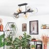 Koyoto ceiling light, globe light Amber, clear, Smoke-coloured, 6-light sources