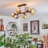 Koyoto ceiling light, globe light Amber, clear, Smoke-coloured, 6-light sources