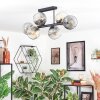 Ripoll ceiling light, globe light Amber, clear, Smoke-coloured, 6-light sources