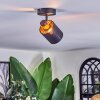 Fallhagen ceiling light, ceiling spotlight black, 1-light source