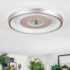 Dakon ceiling light LED Champagne, white, 1-light source