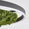 Dorel ceiling light LED green, white, 1-light source