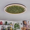 Dorel ceiling light LED green, white, 1-light source